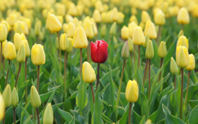 Jak wyróżnić swoją markę na Instagramie?